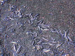 caplin on beach