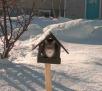 Cat In Bird Feeder