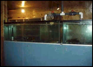 Touch tanks