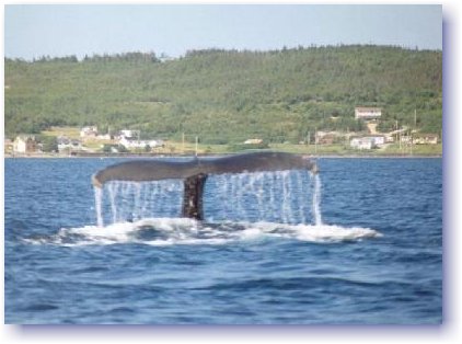 Humpback Whale of Dildo